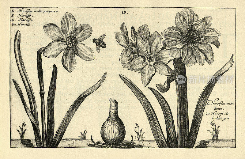 植物艺术版画的水仙花，球茎草本多年生植物，从Hortus Floridus由Crispin de Passe, 17世纪